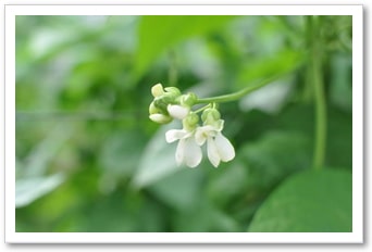 有機栽培農家｜晴耕雨読