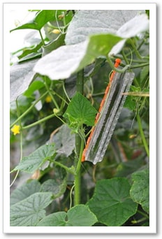 キュウリ｜九州の野菜｜晴耕雨読