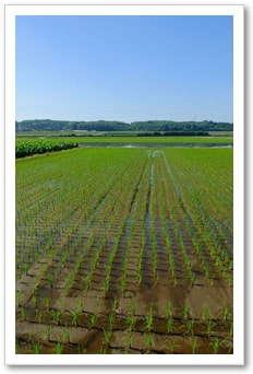 田んぼの水管理｜晴耕雨読