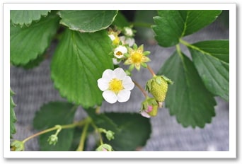 美味しい農産物｜九州の野菜｜晴耕雨読