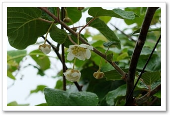 キウイの大産地｜九州の野菜｜晴耕雨読