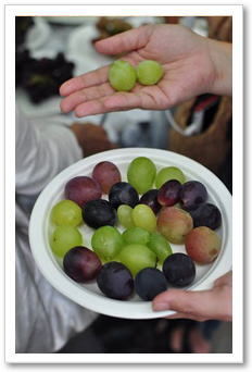 ぶどうの房｜九州の野菜｜晴耕雨読